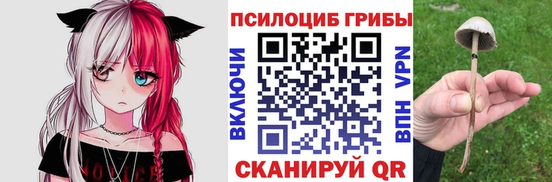 Галлюциногенные грибы Psilocybe  Боготол 